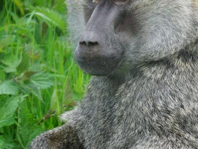Groene baviaan - De Zonnegloed - Dierenpark - Dieren opvangcentrum - Sanctuary